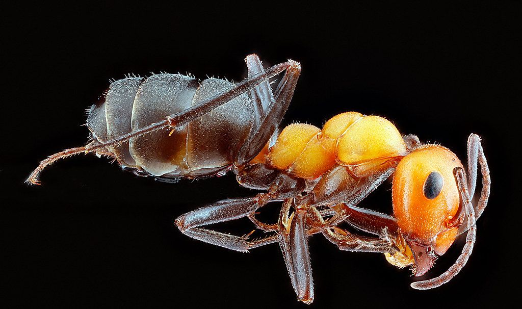 Ant Control service in Daytona Beach, FL