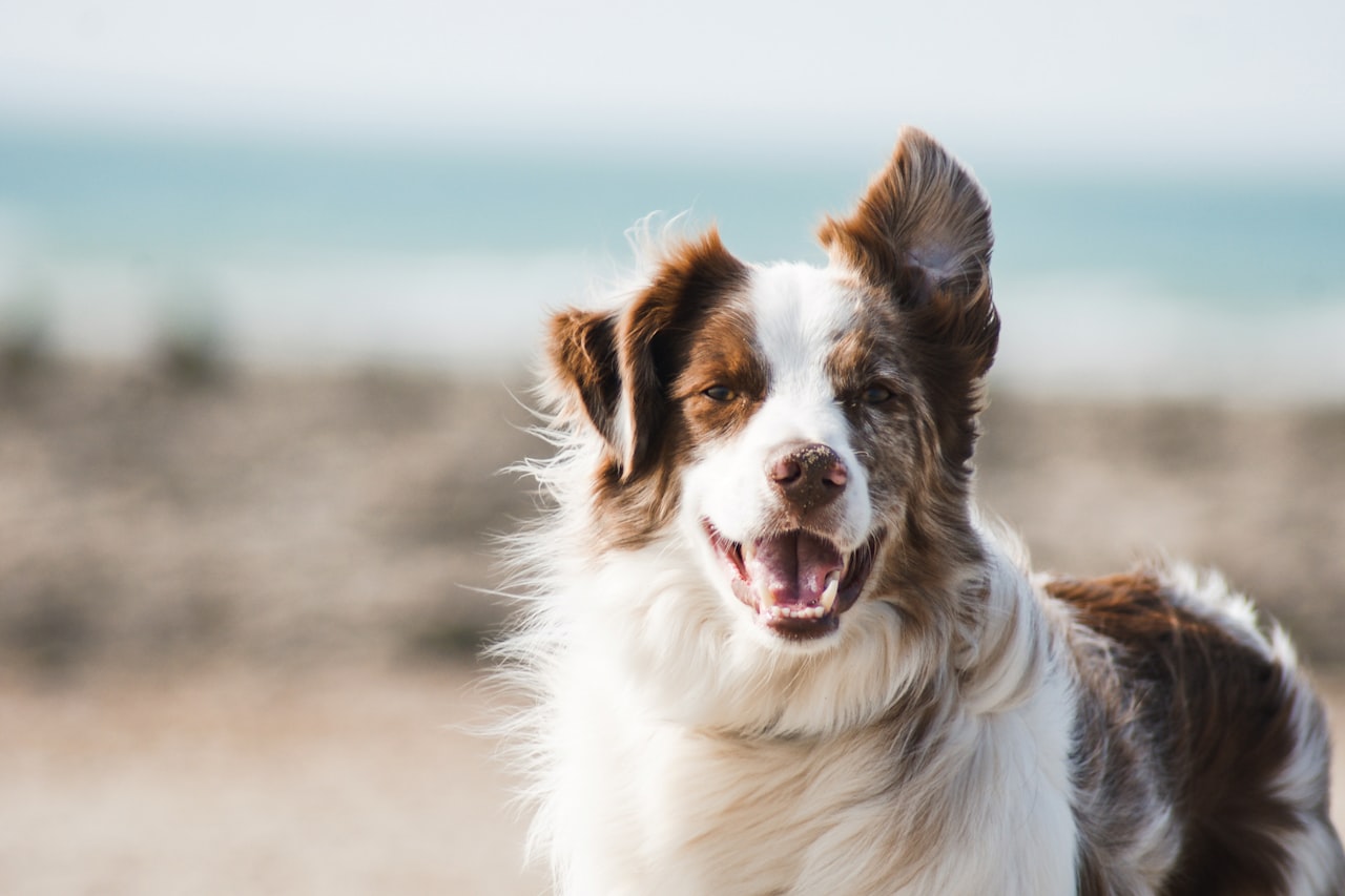 Flea & Tick Control service in Daytona Beach, FL