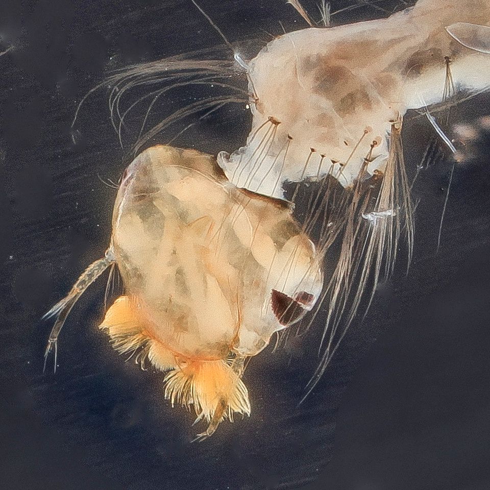 Mosquito Control service in Daytona Beach, FL
