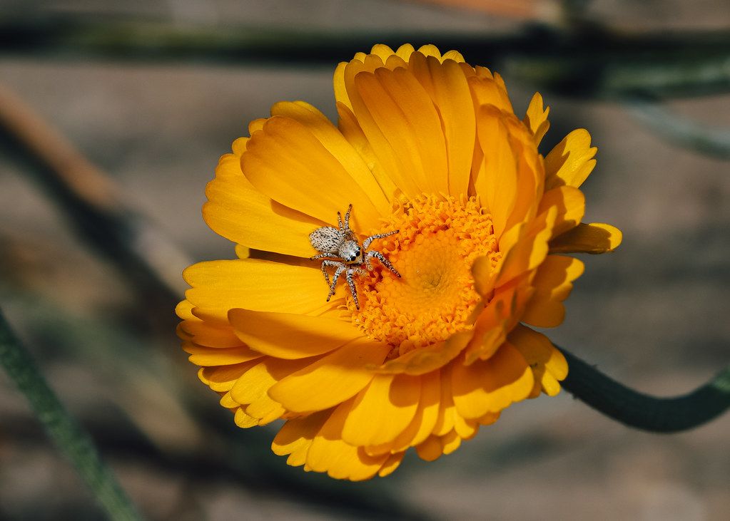 Spider Control service in Daytona Beach, FL